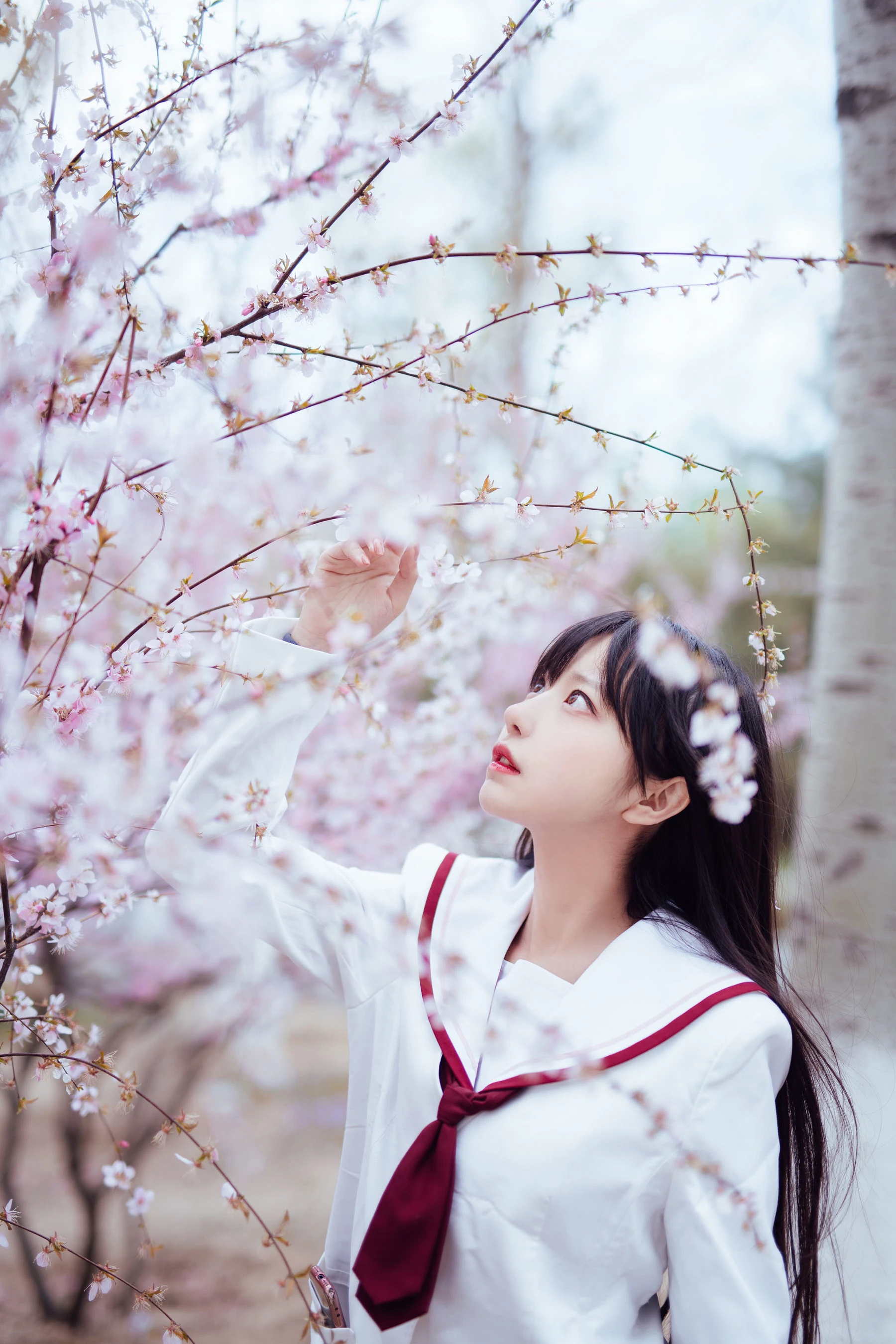 Shika小鹿鹿 – 樱花插图1
