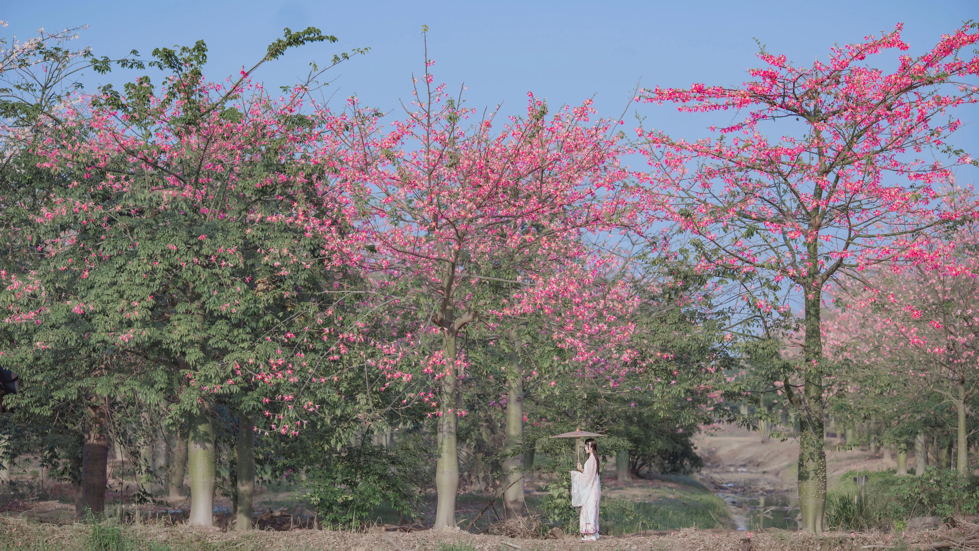 桜桃喵 – 温柔之汉服桃花高清在线免费欣赏–微密图社-微密图社
